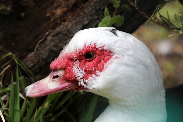 巴洛贡虽然 巴洛贡虽然